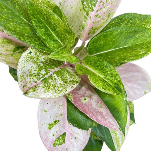 観葉植物 アグラオネマ ピンクイメリタス 5号個体C(現品
