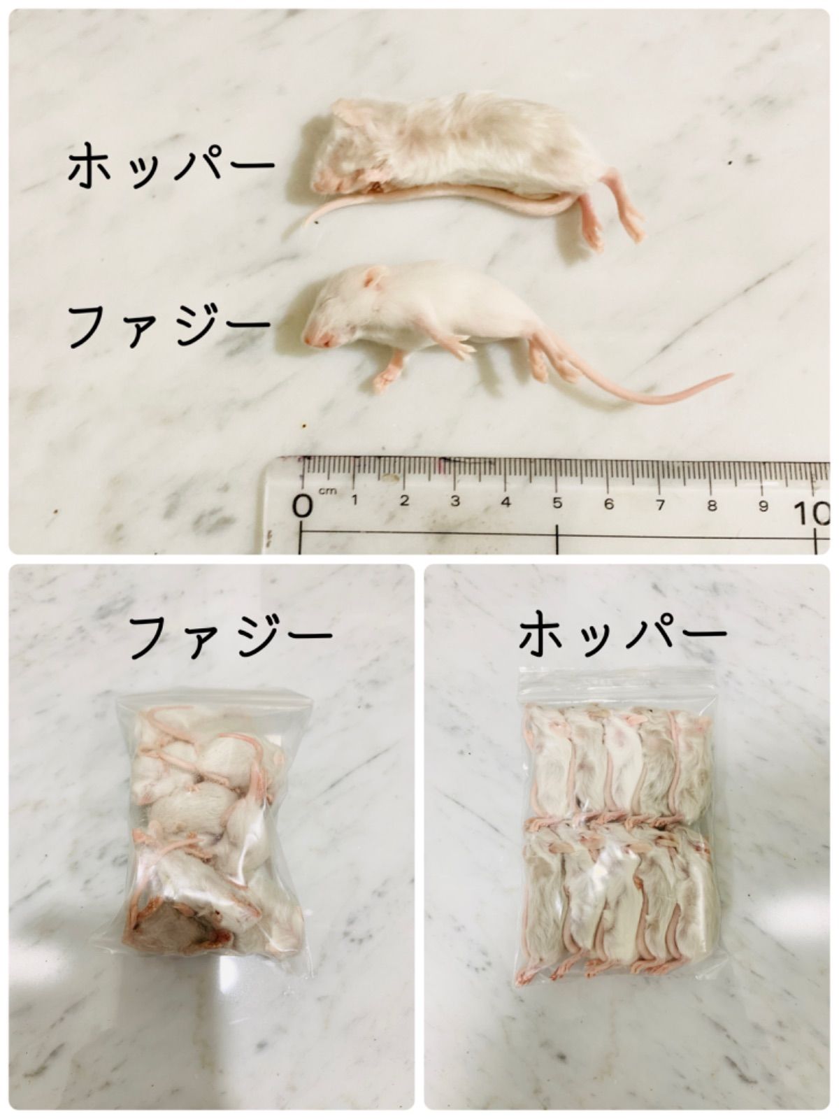 送料無料・クール便発送】冷凍ホッパーマウス (約6cm) 10匹入り×2個