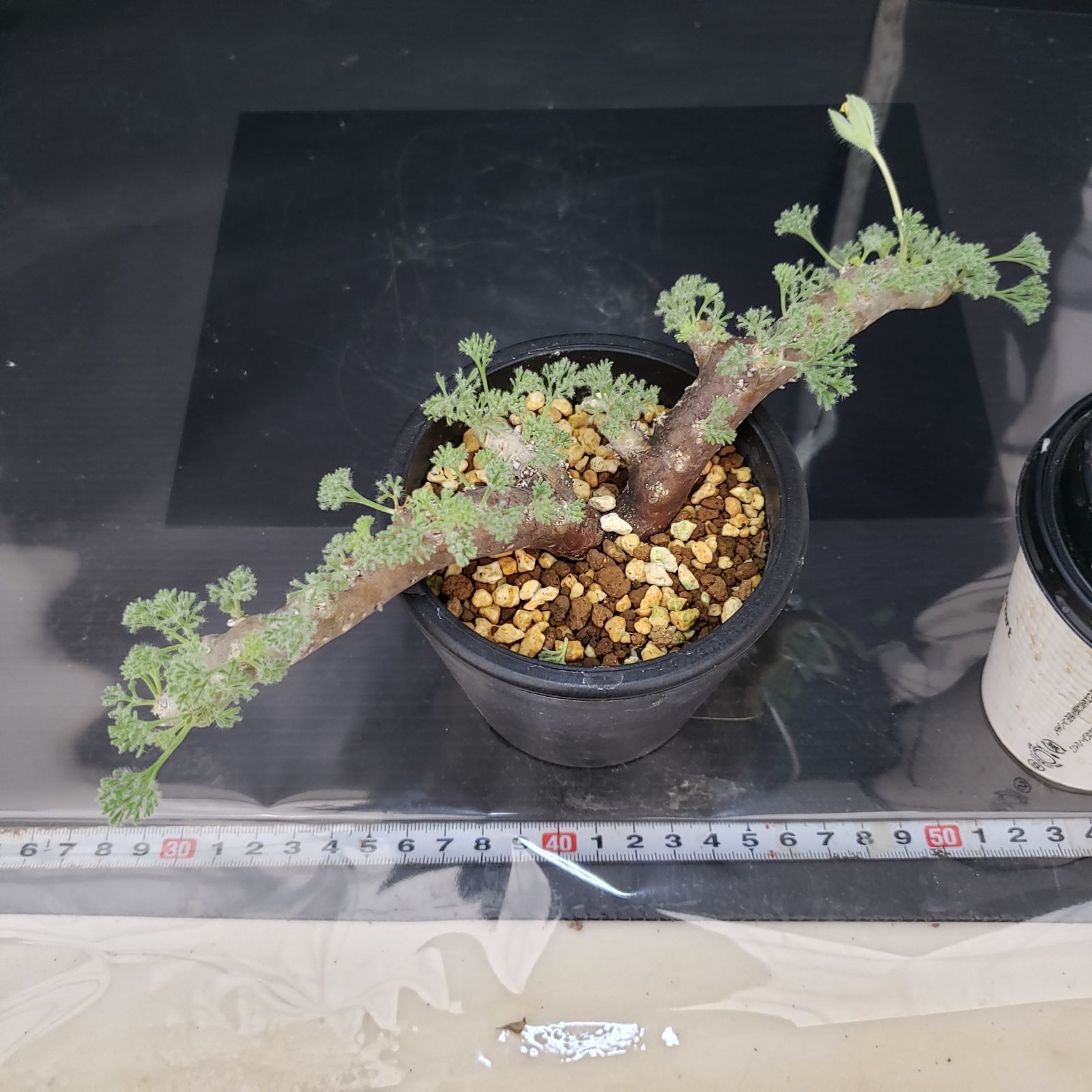 モンソニア・ムルチフィダ（現地株、発根済み、大株） モンソニア・ムルチフィダ（現地株、発根済み、大株）