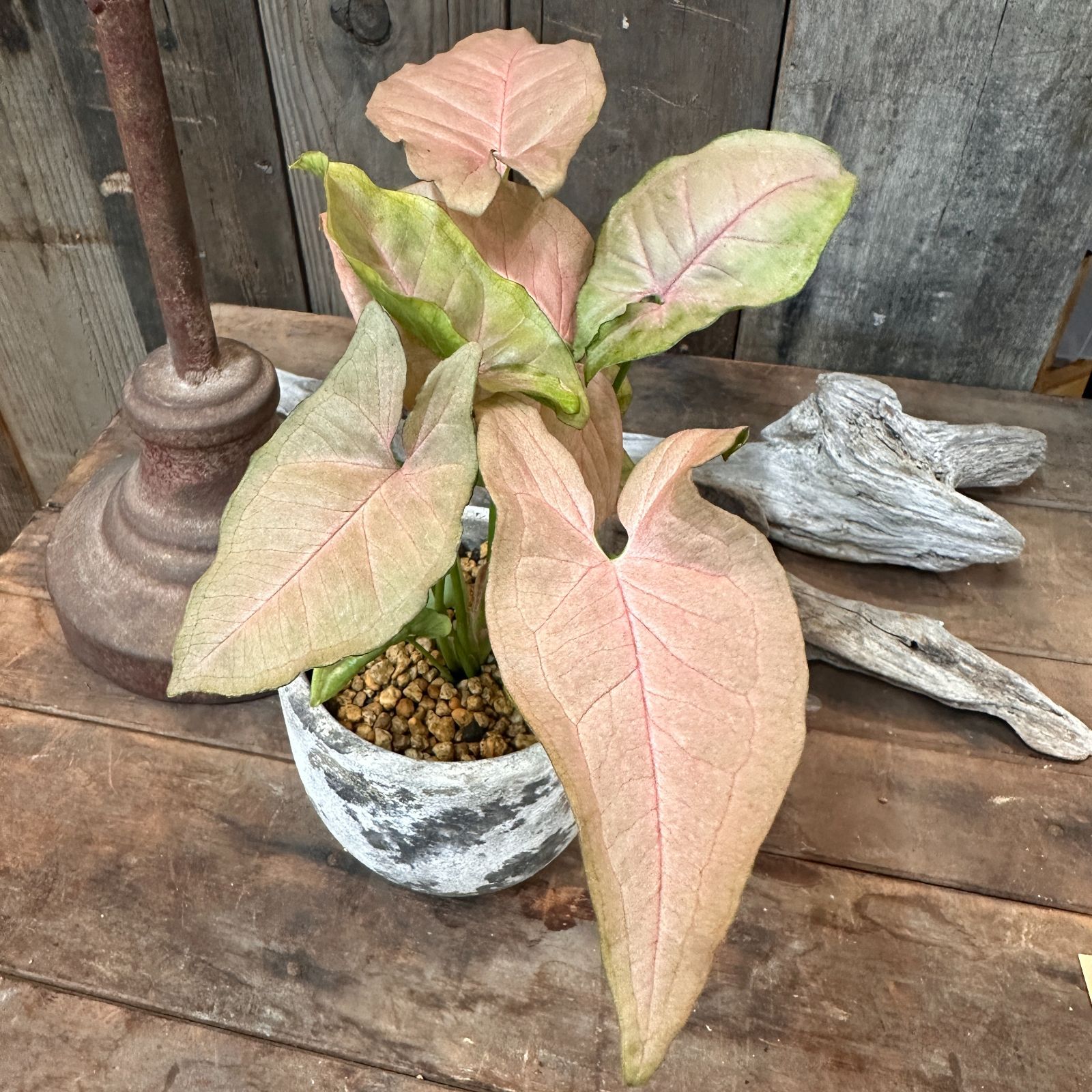 観葉植物　シンゴニウム　ネオン　インテリアグリーン　A26