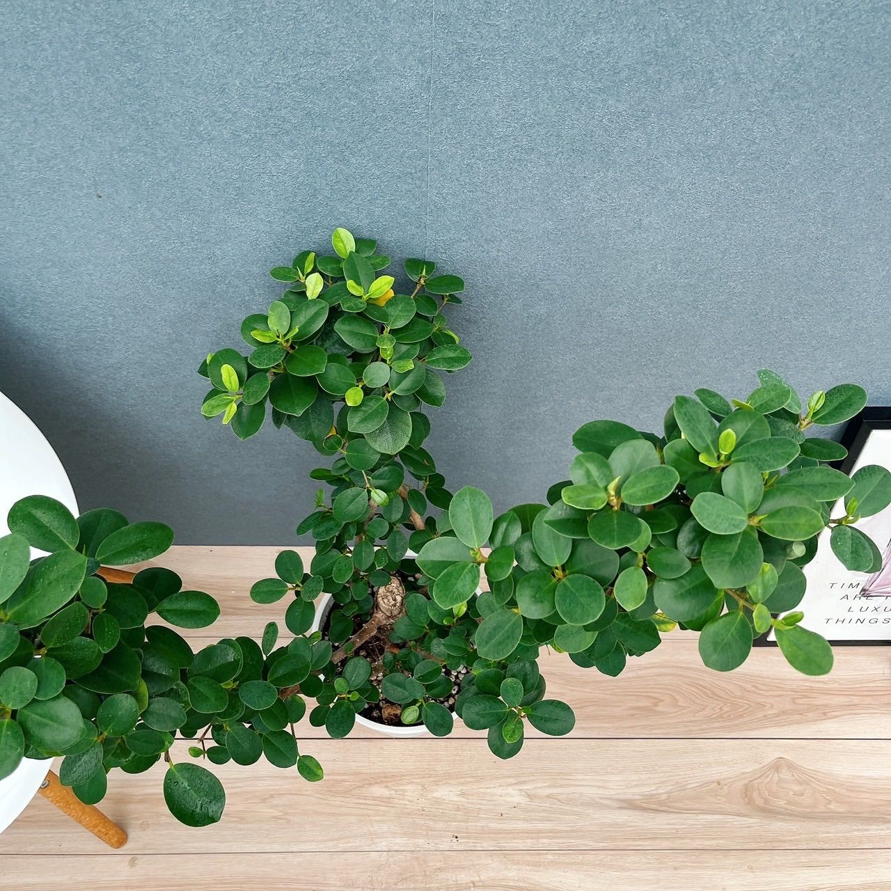 現品］【希少】A2 パンダガジュマル 8号 観葉植物 室内 レア ゴムの木