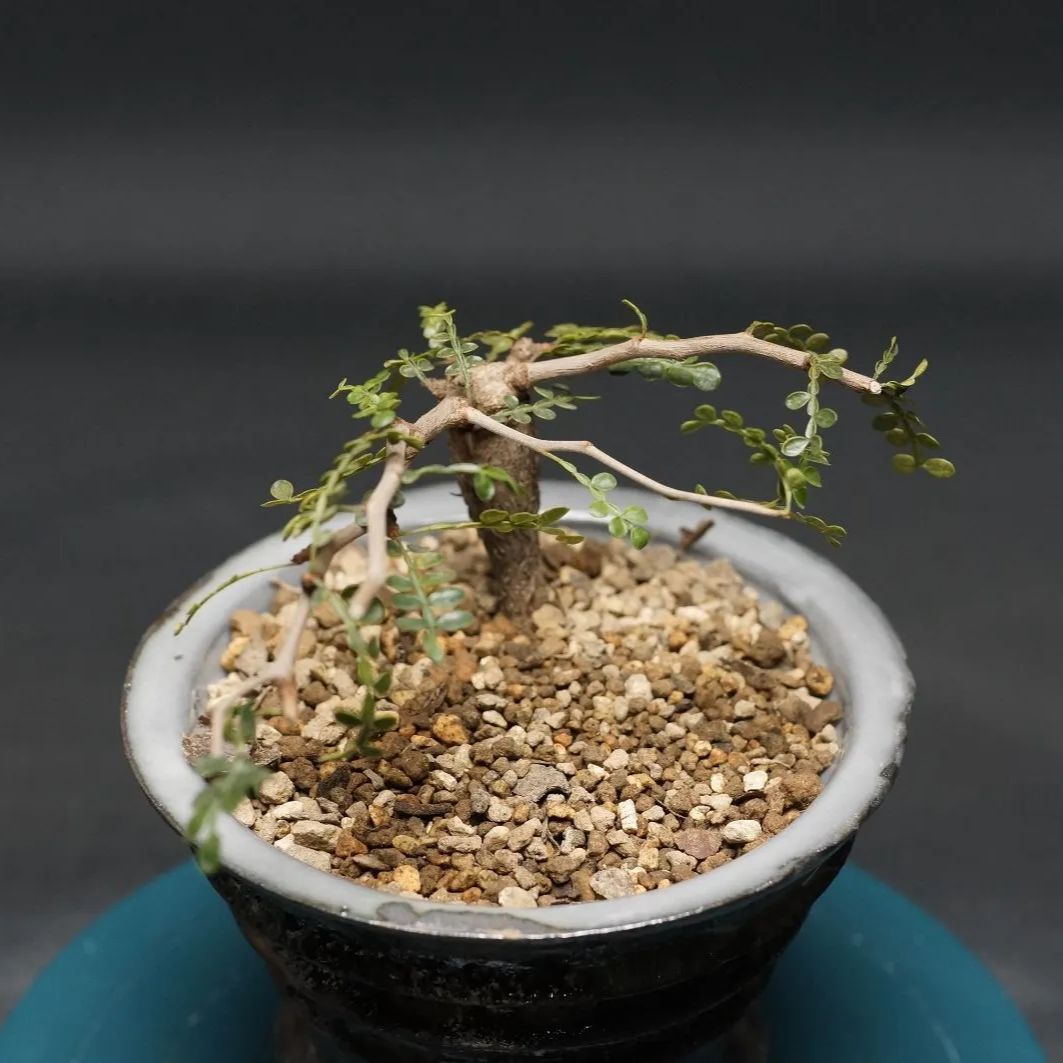 Operculicarya pachypus オペルクリカリア パキプス 管理2385 STEELWINDOWSANDDOORS_COM