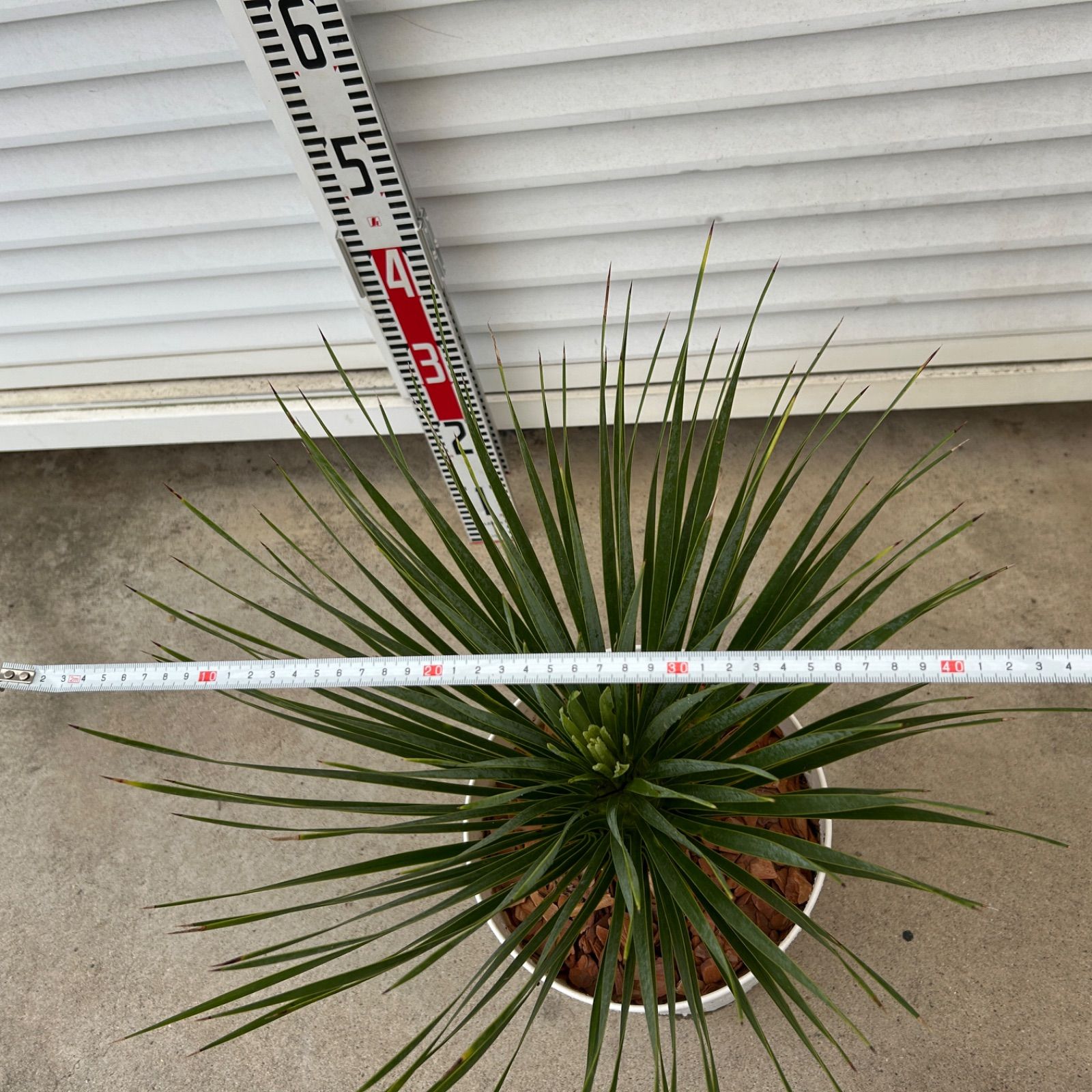 専用】ユッカ ロストラータ 【E】観葉植物 ドライガーデン 鉢付き