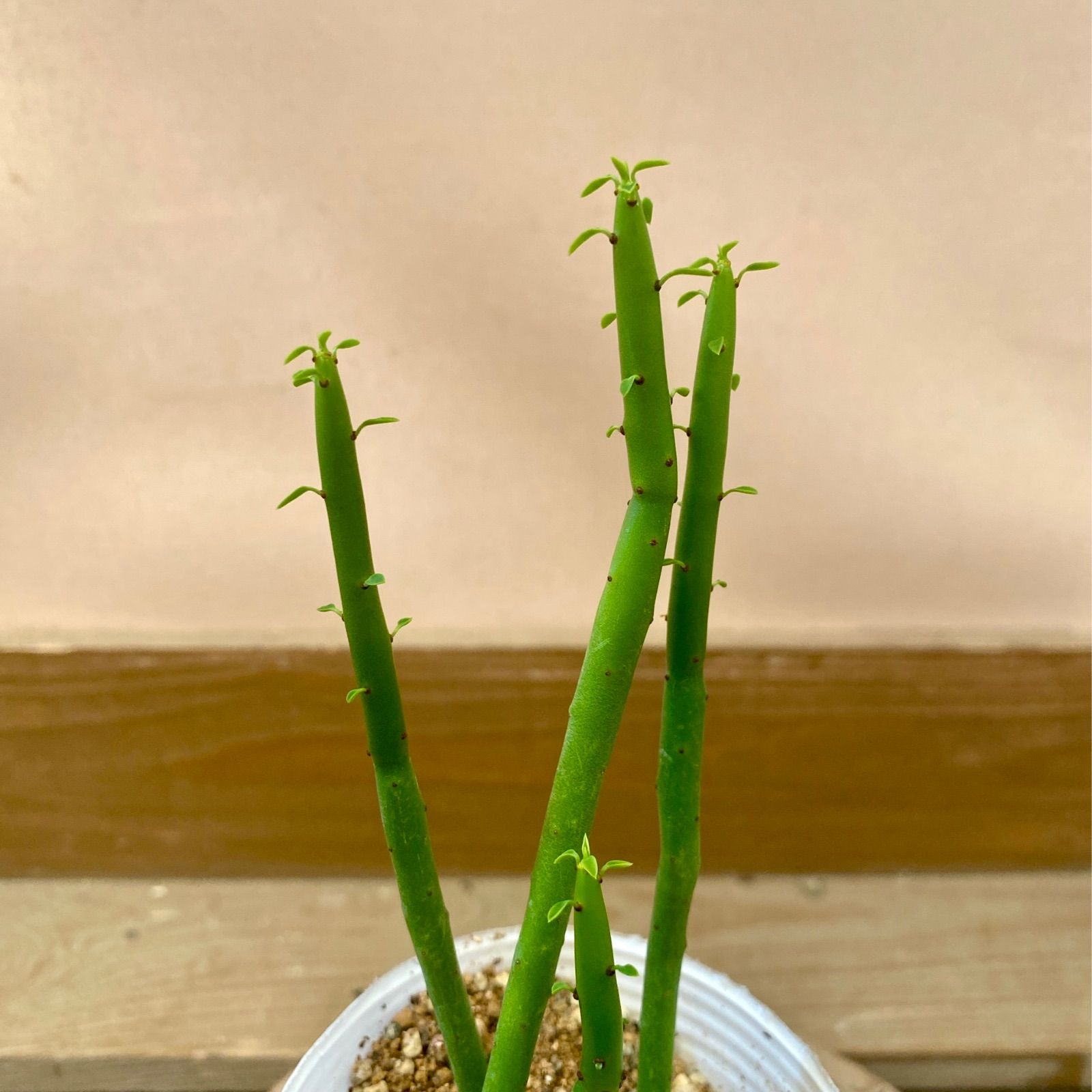 多肉植物　ユーフォルビア オンコクラータ