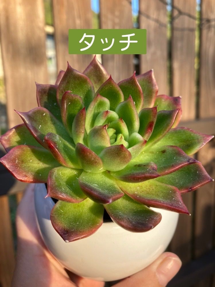 ハンドメイド専用⭐︎ボタニカルリース⭐︎ぷにぷに多肉植物×繊細 ...