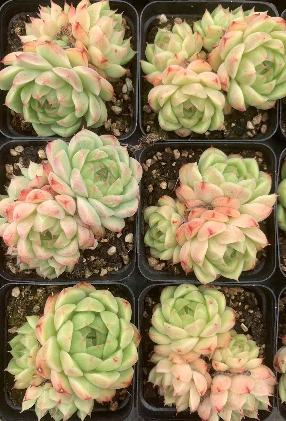 54株の抜き苗セット