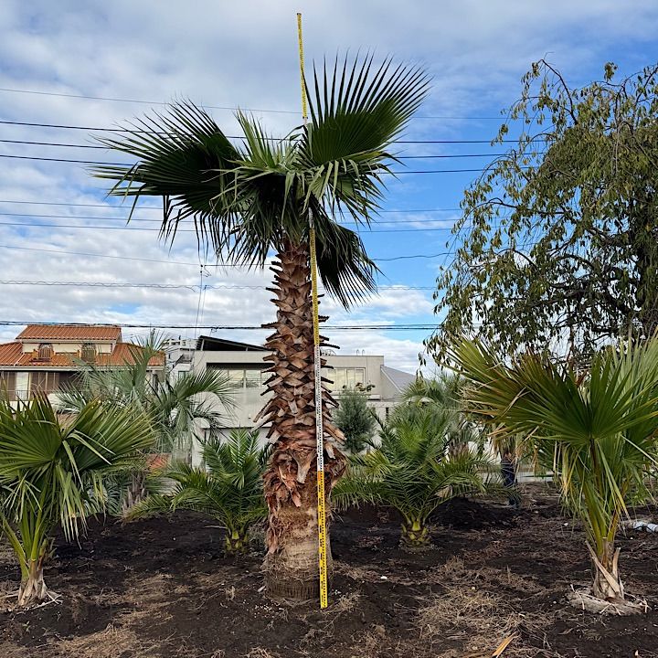 幹太】4.3m ワシントンヤシ - メルカリ