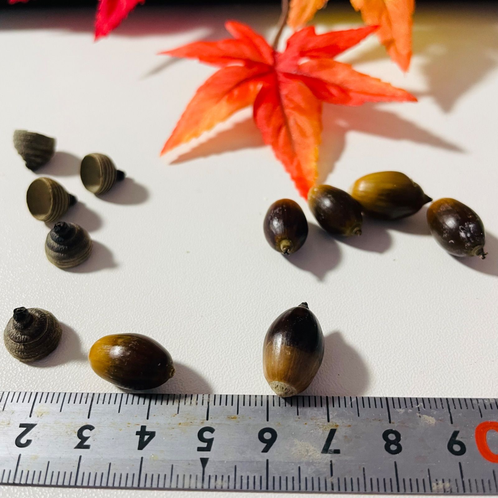 期間限定】どんぐり 50個 - メルカリ