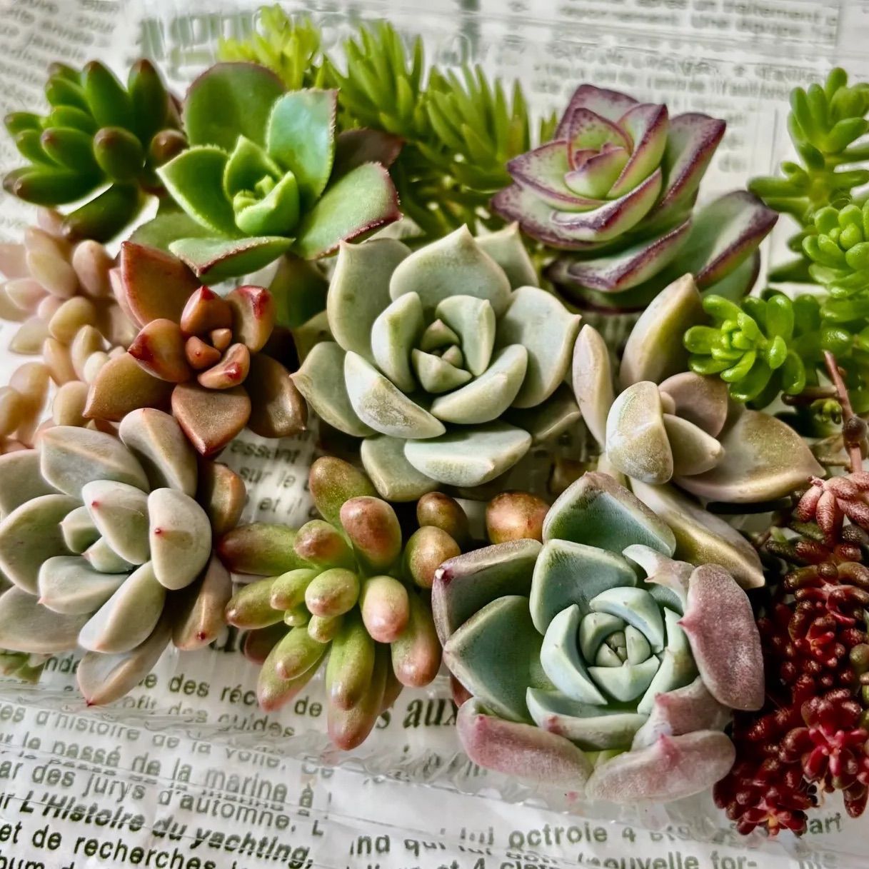 11)多肉植物 カット苗 寄せ植え 詰め合わせ セット - メルカリ