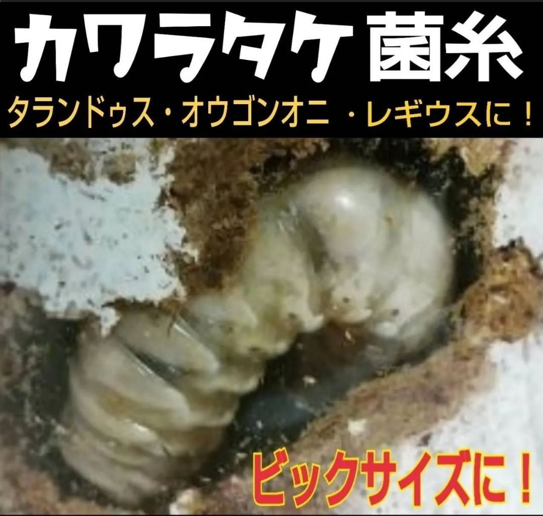 昆虫用品 タランドゥス・オウゴンオニクワガタ・レギウスが巨大化