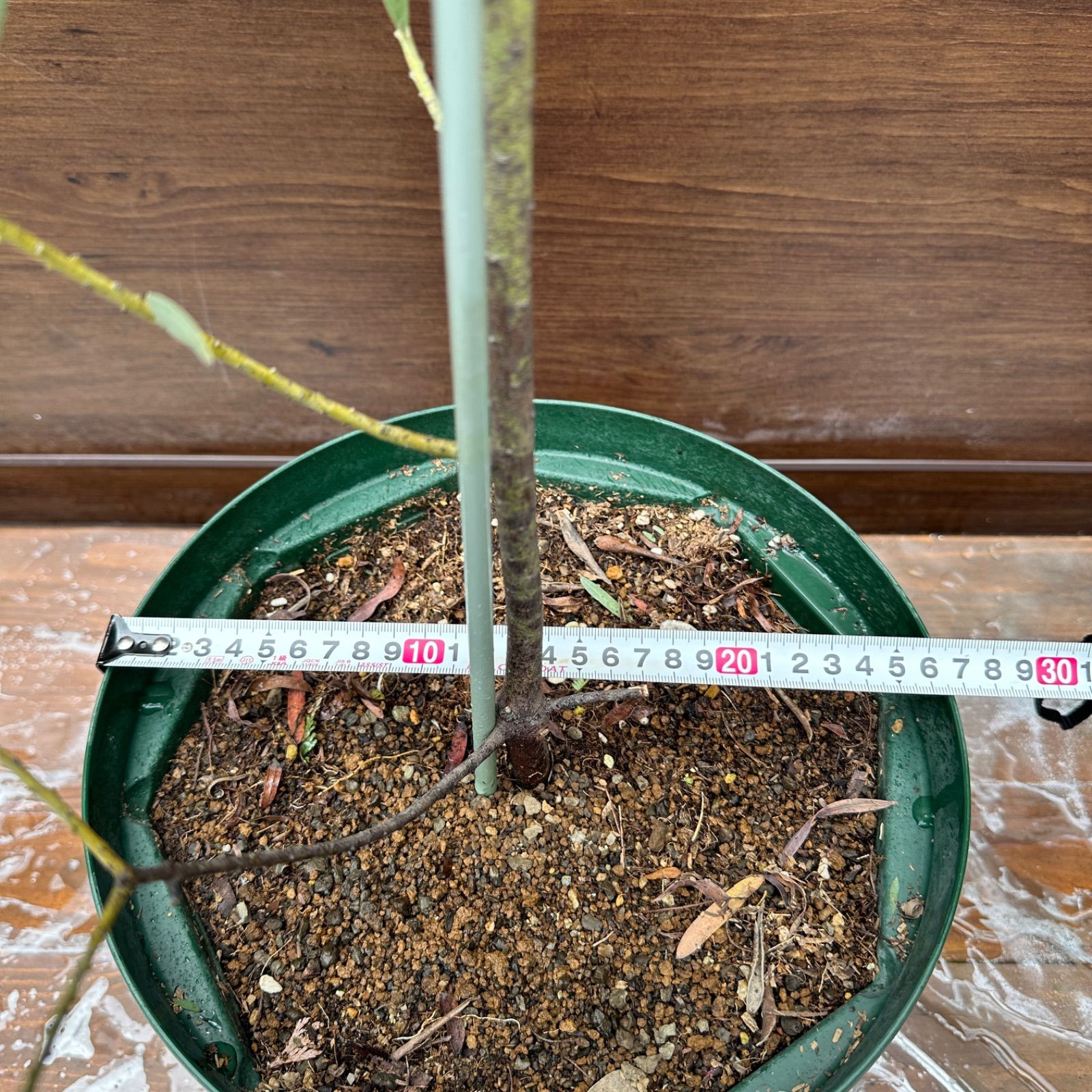 現品 ④ アカシア ブルーブッシュ 9号 オージープランツ 美株 シンボルツリー WWW_GEBZETESISAT_COM_TR