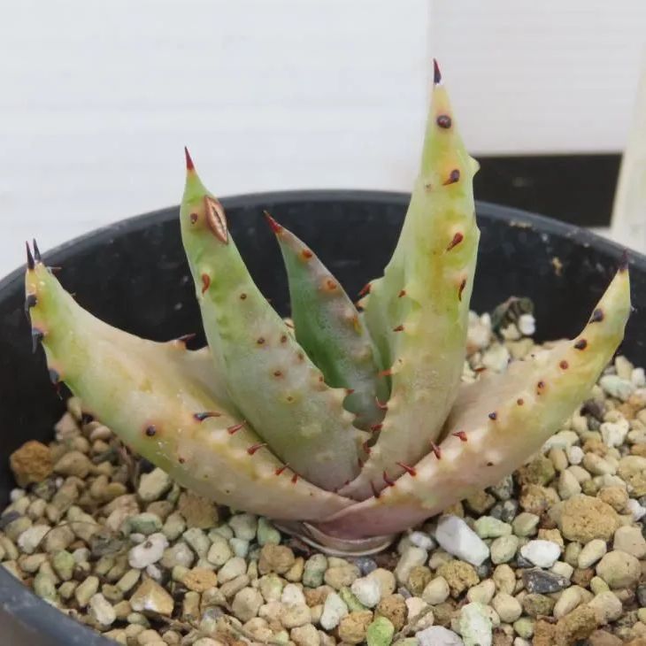 7292 「実生」アロエ 詳細品種不明株【発根・美株・Aloe・多肉植物】 - メルカリ