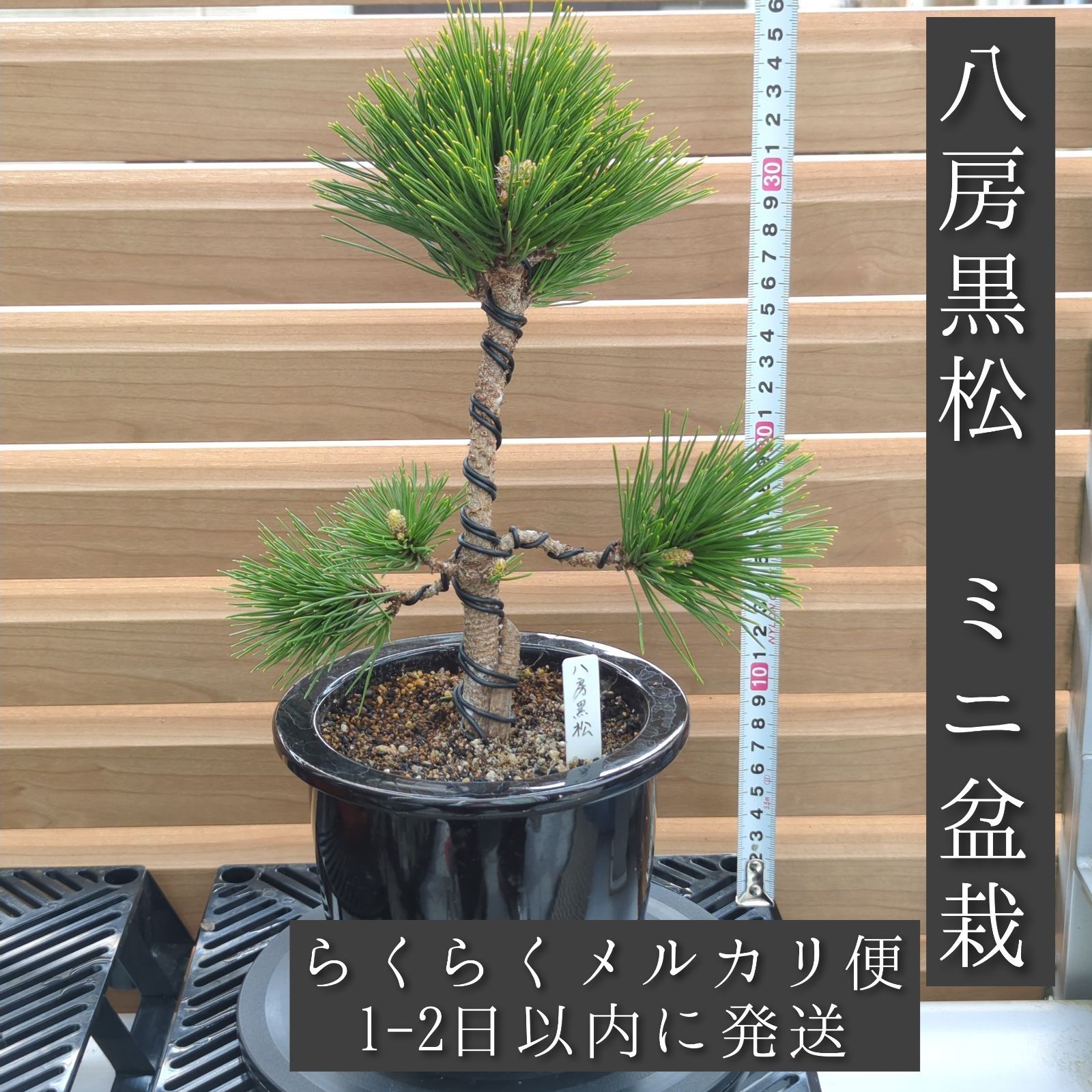 八房黒松 小品盆栽 陶器鉢 - メルカリ