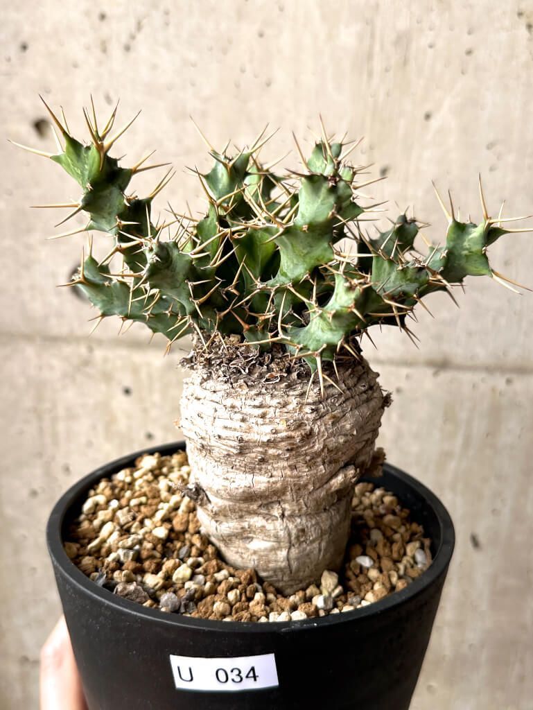 現品限り ユーフォルビア クラビゲラ 現地株 発根済み 約1年3ヶ月管理 U34 Euphorbia clavigera 植物 塊根植物 夏型 コーデックス
