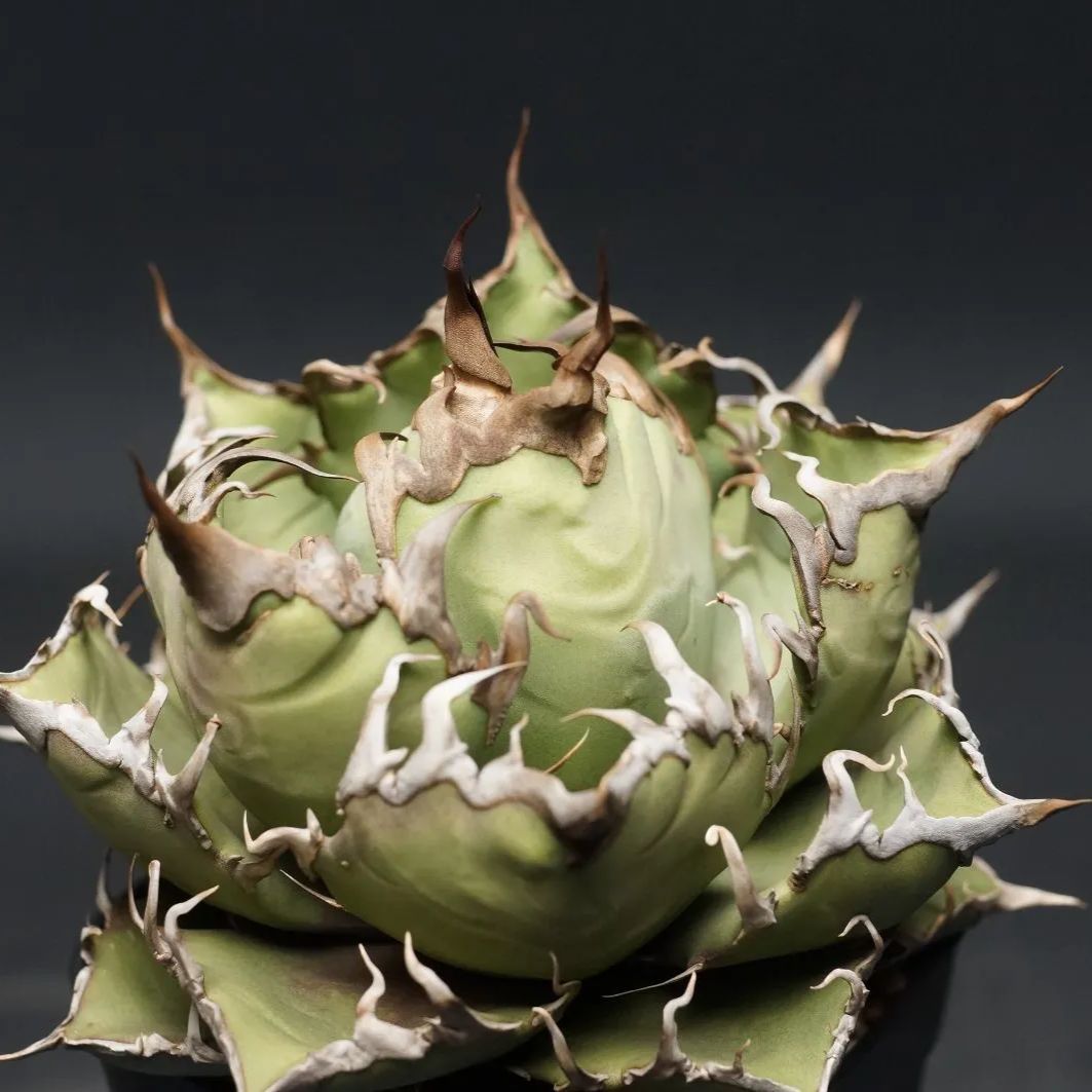 アガベ シーザー 台湾 アガベ チタノタ 