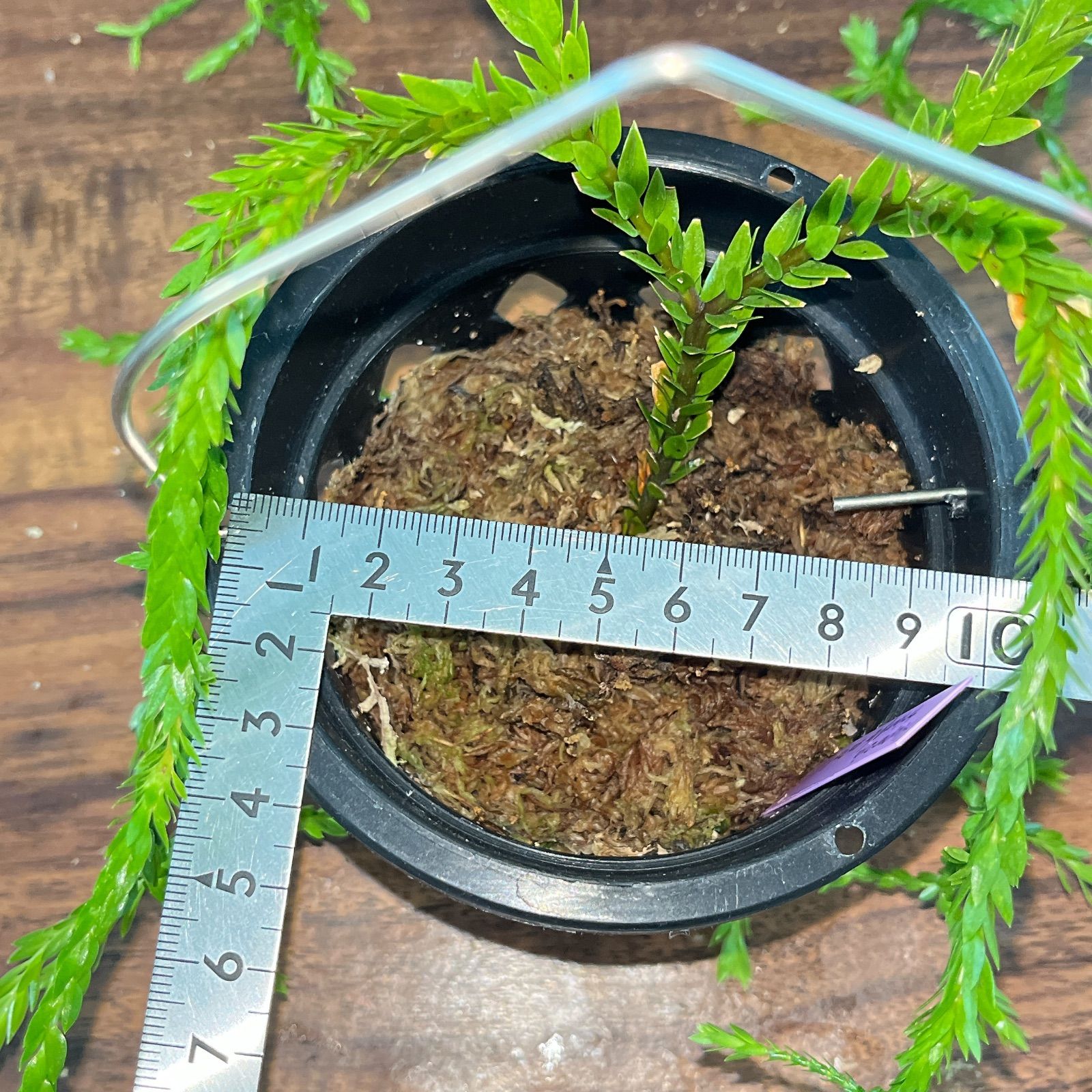 フペルジア トライアングル サトゥール