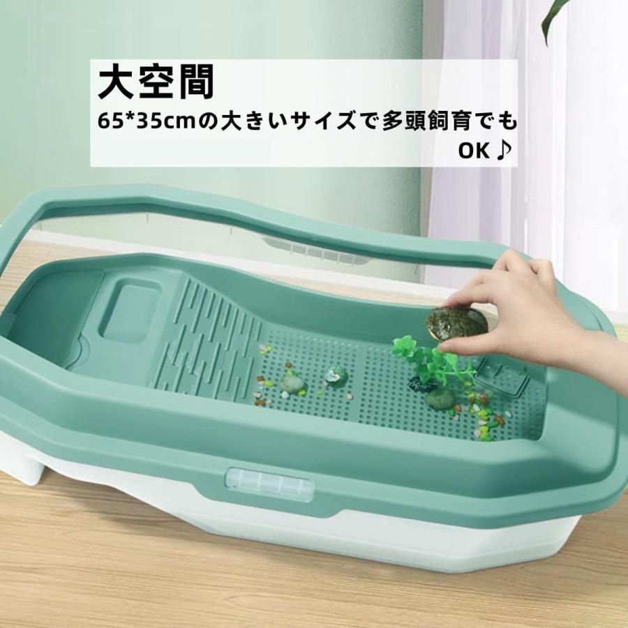 カメ ミドリガメ