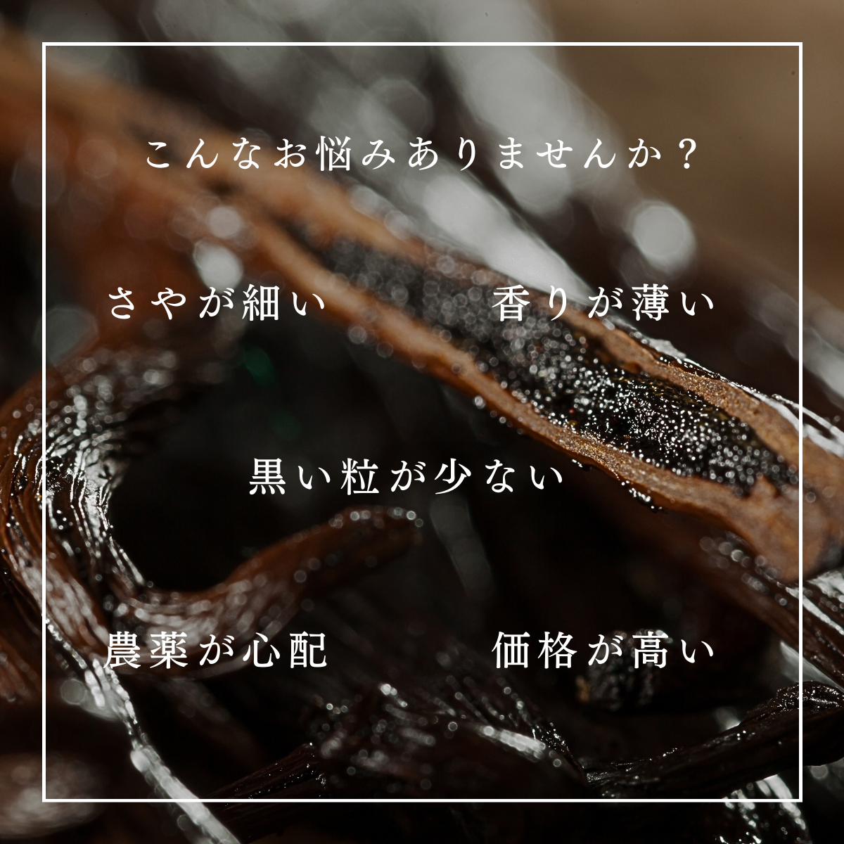 タヒチ種バニラビーンズ 500g 通常グレード 135cm以上