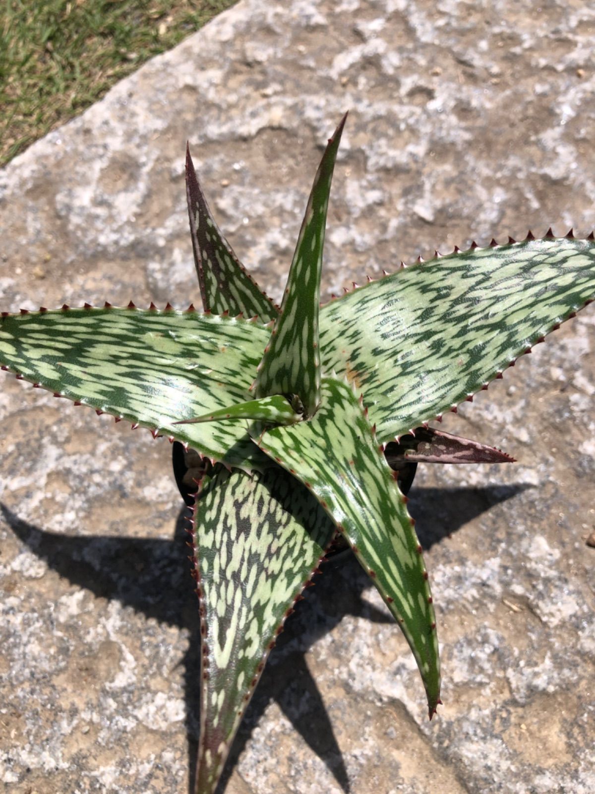 メルカリ便発送☆多肉植物 アロエ属 ネオペキヘミ(ペッキー×ヘミンギー)