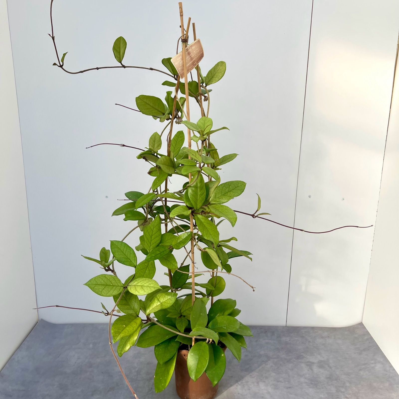 売約済 ホヤ フンギー 現品 観葉植物