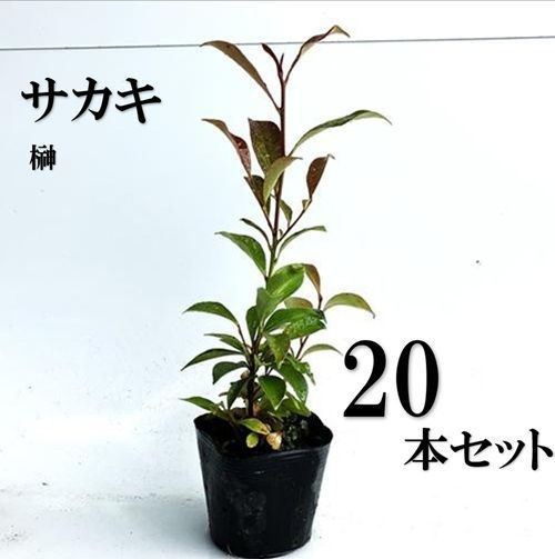 20本セット サカキ ホンサカキ 本榊樹高0.4m前後10.5cmポット