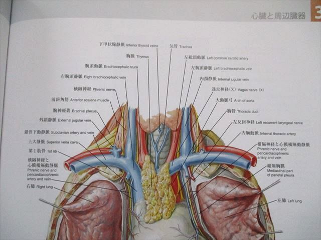 UO81-030 南江堂 ネッター 解剖学アトラス 原書第6版 2018 40R3D