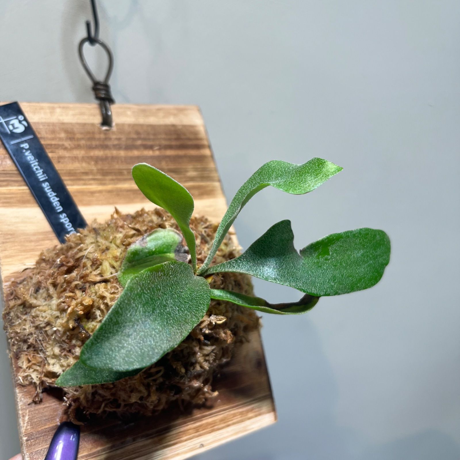 P. Veitchii sudden spore ビカクシダ ベイチー スーダン スポア