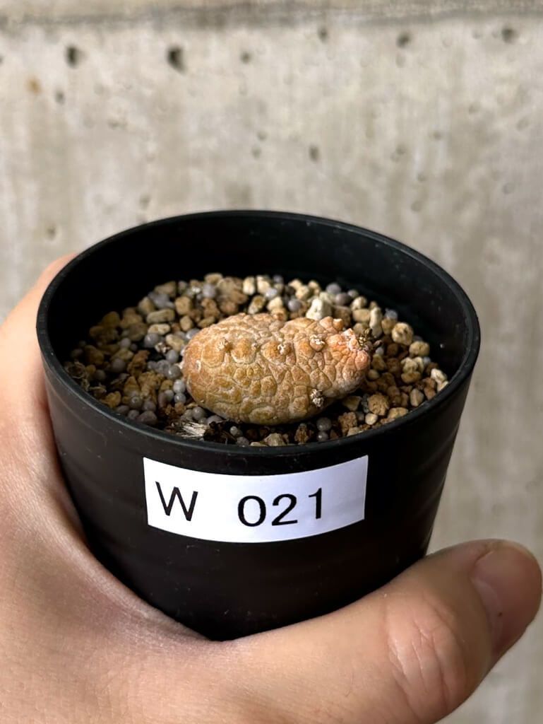 現品限り プセウドリトス カプトヴィペラエ W21 pseudolithos caput viperae 植物 塊根植物 夏型 コーデックス