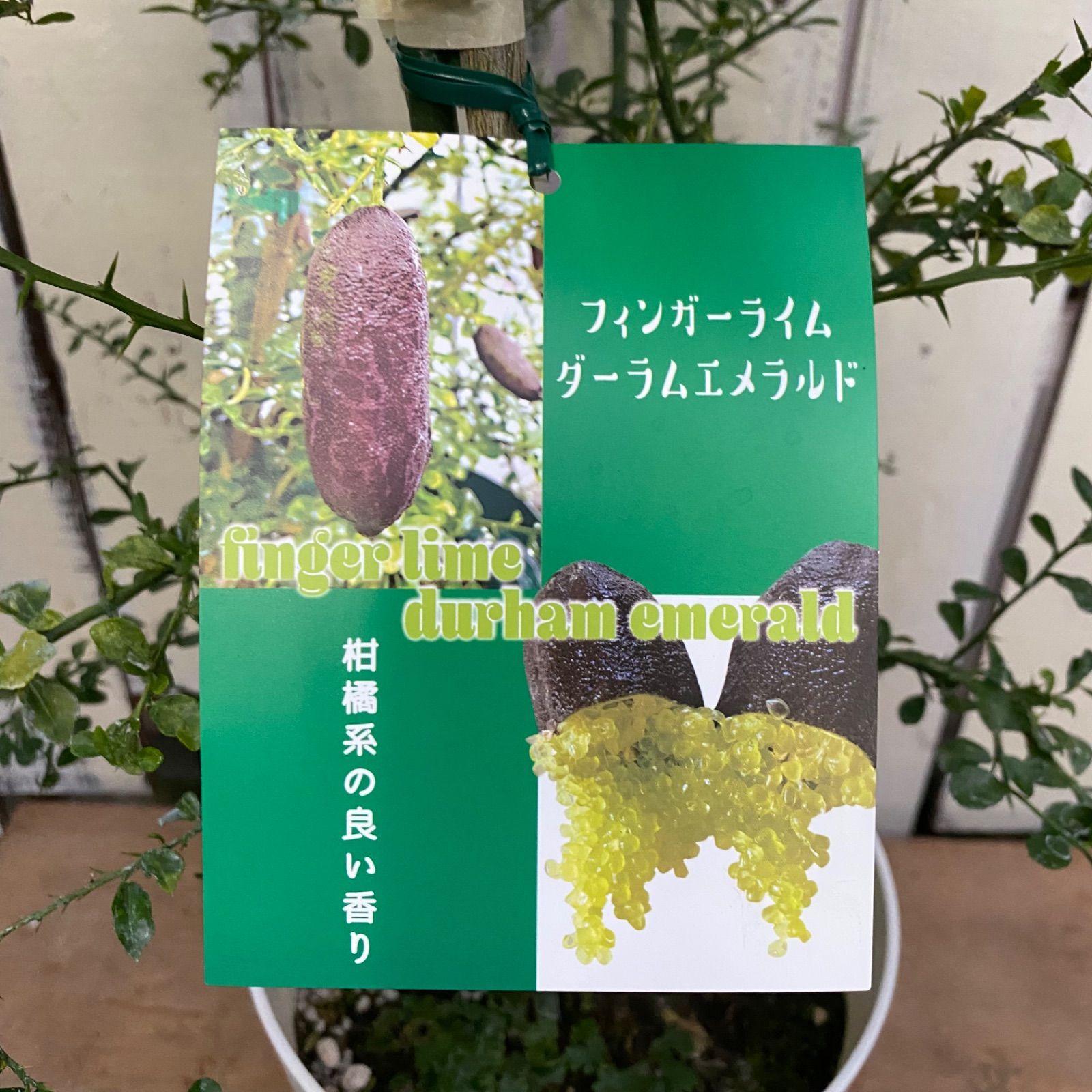 ダーラムエメラルド 実つき