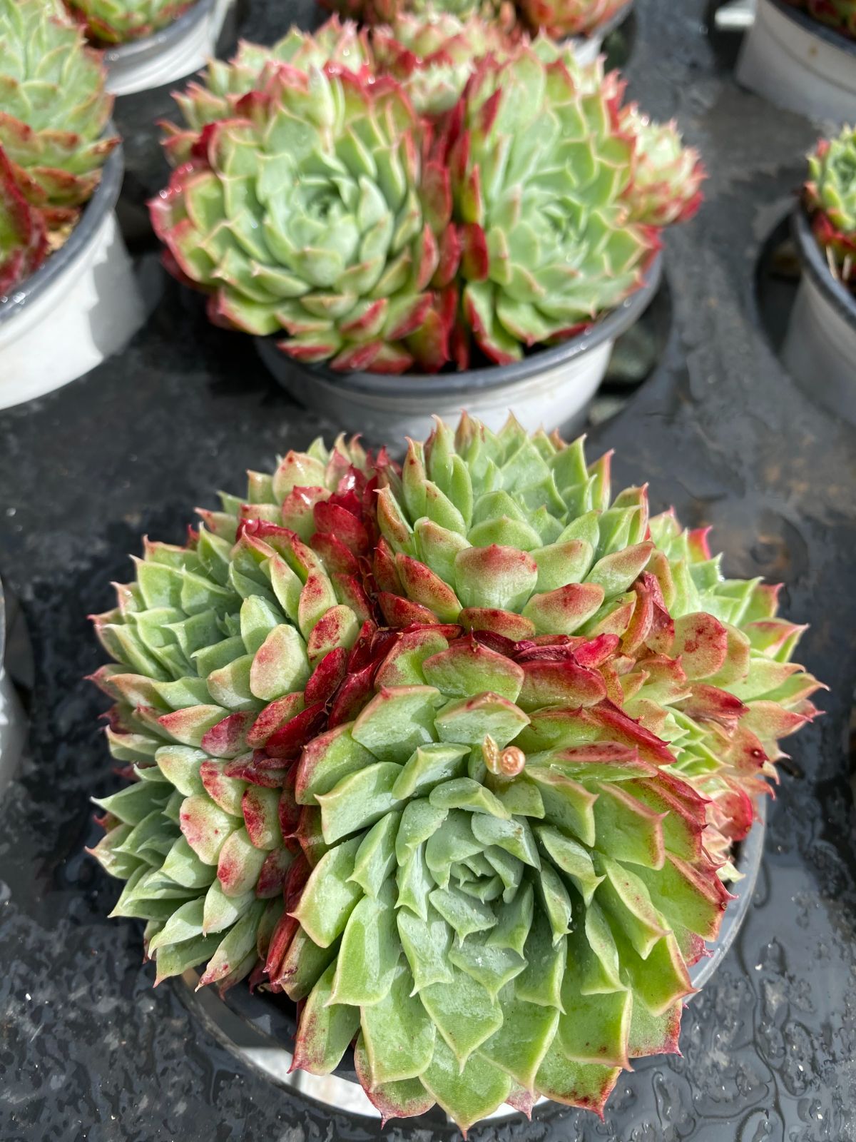 専用　多肉植物　アミスター錦　抜き苗 抜き苗 多肉植物 抜き苗 アミスター錦 多肉植物☆抜き苗 抜き苗の