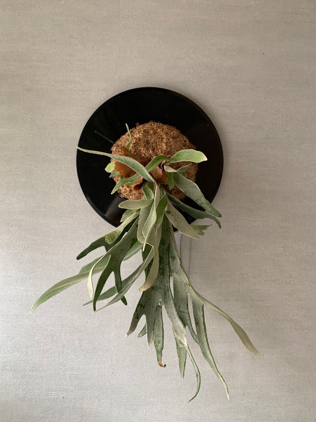【観葉植物】ビカクシダ　ビーチ