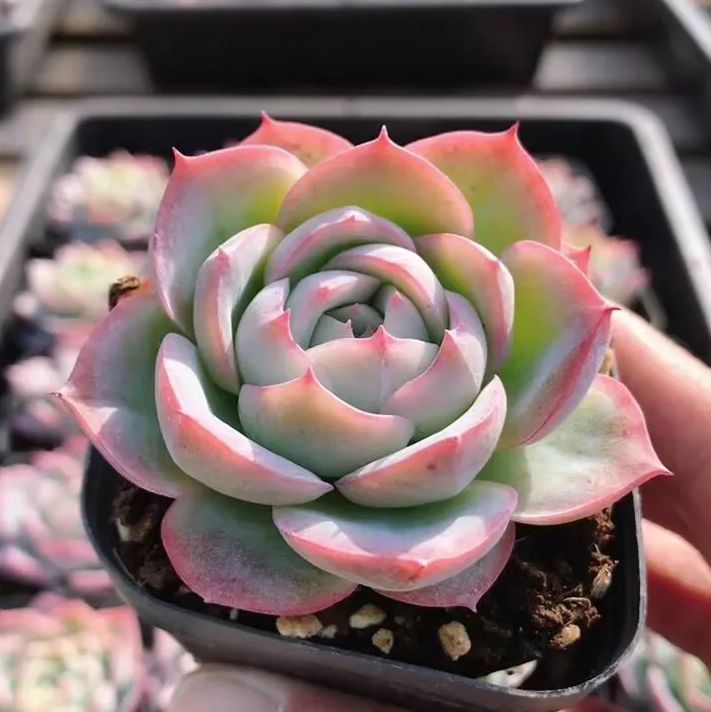 40株の抜き苗セット】モンブラン 多肉植物 佐川急便発送