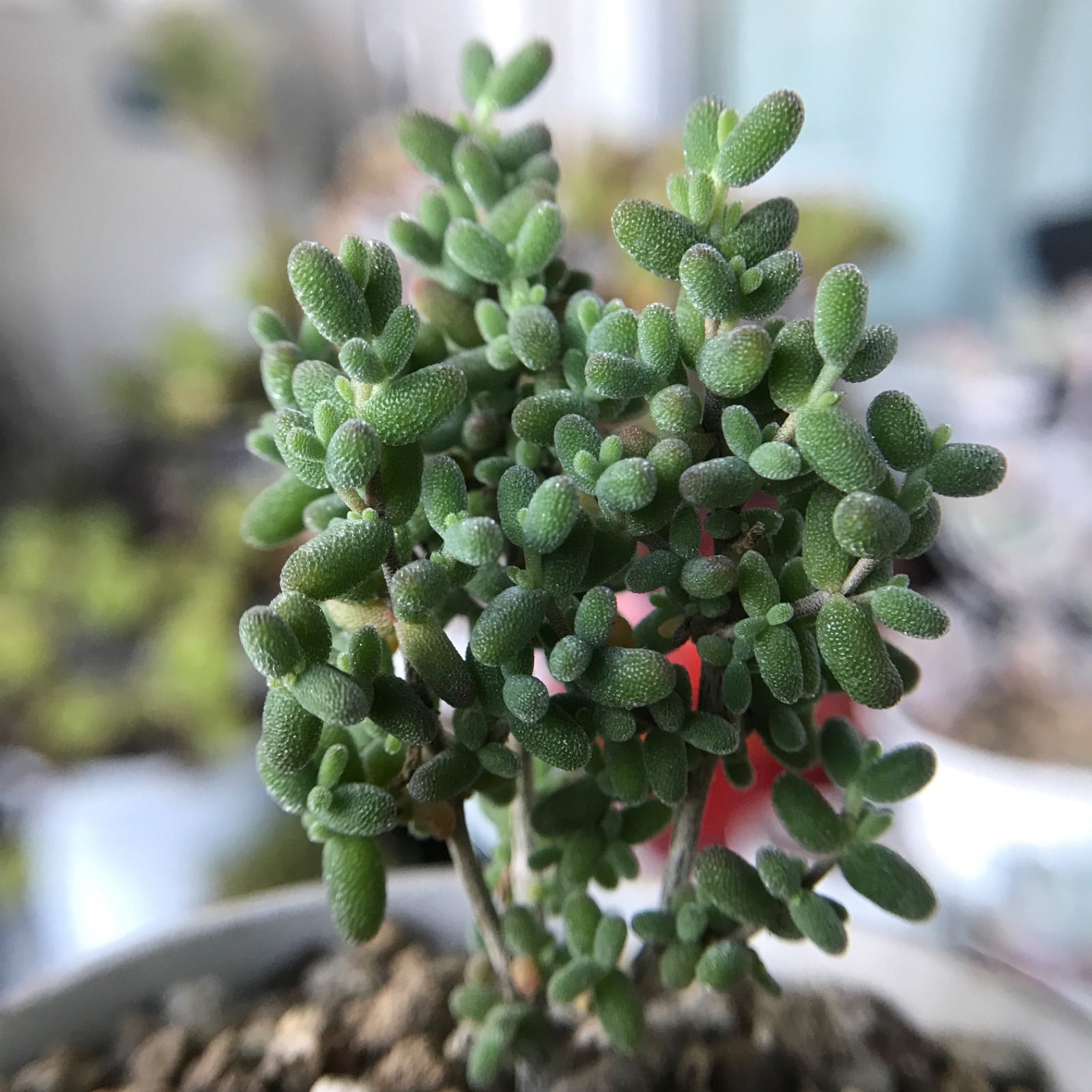 新入荷 多肉植物 ドロサンテマム 糖豆米 抜き苗 1株 - メルカリ