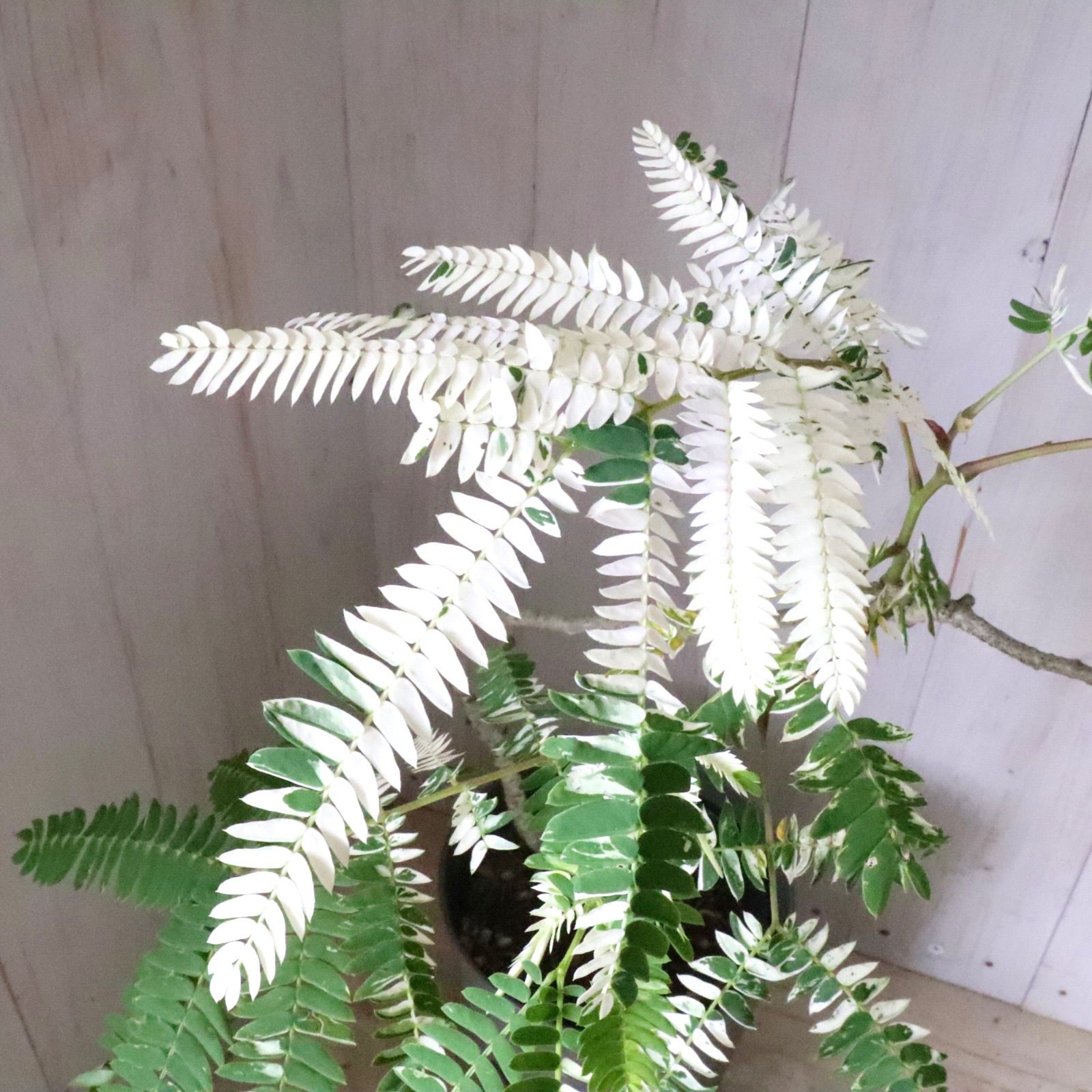 希少♡斑入り♡エバーフレッシュ♡ネムの木♡観葉植物♡インテリア