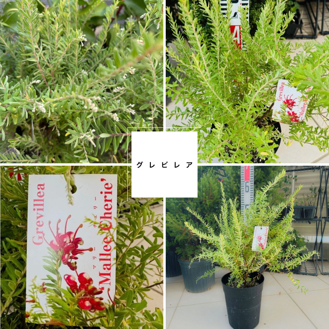 グレビレア マリーチェリー （6号鉢）希少 四季咲き性 強健品種