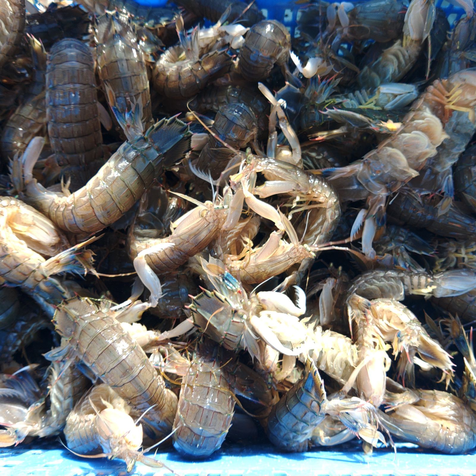 活梱包「水無 蝦蛄６ｋｇ」（120-192匹）シャコエビ シャコ しゃこえび　蝦蛄海老 シャコ刺身 蝦蛄刺身 刺し身 シャコの寿司に ボイルシャコに 漁師直送 活きて到着の可能性あり 活魚【140】