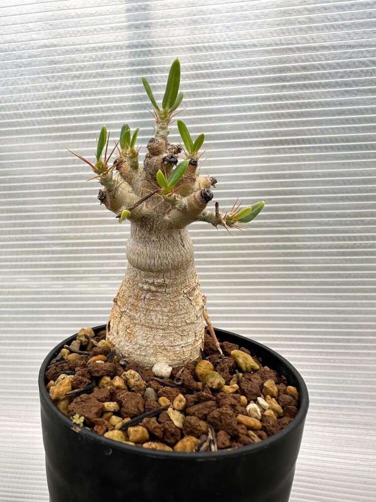 現品限り】パキポディウム・ビスピノーサム【R11】 Pachypodium