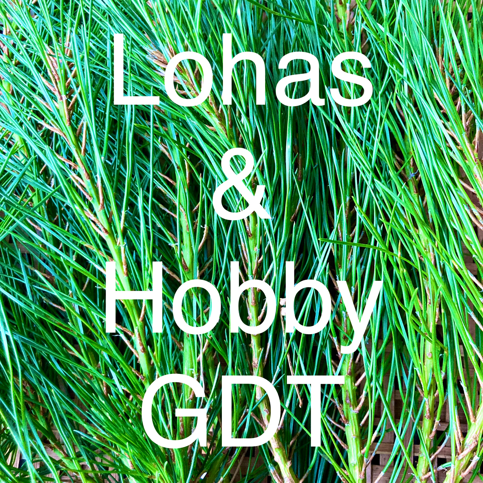 Lohas & Hobby GDT - メルカリShops