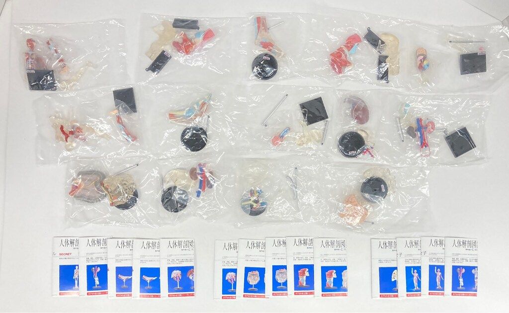 楽天市場】人体 模型の通販 大型 木製 人体模型 標本 臓器