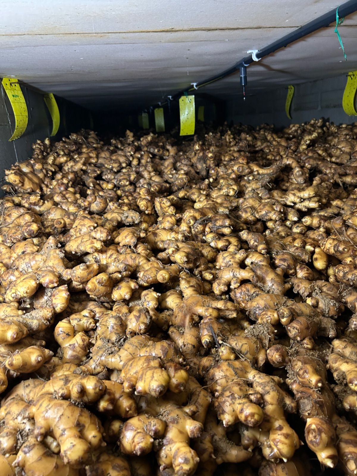 熊本生姜小サイズ土付き囲い生姜 1 5 kg 熊本生姜 土付き囲い生姜 15kg - メルカリ