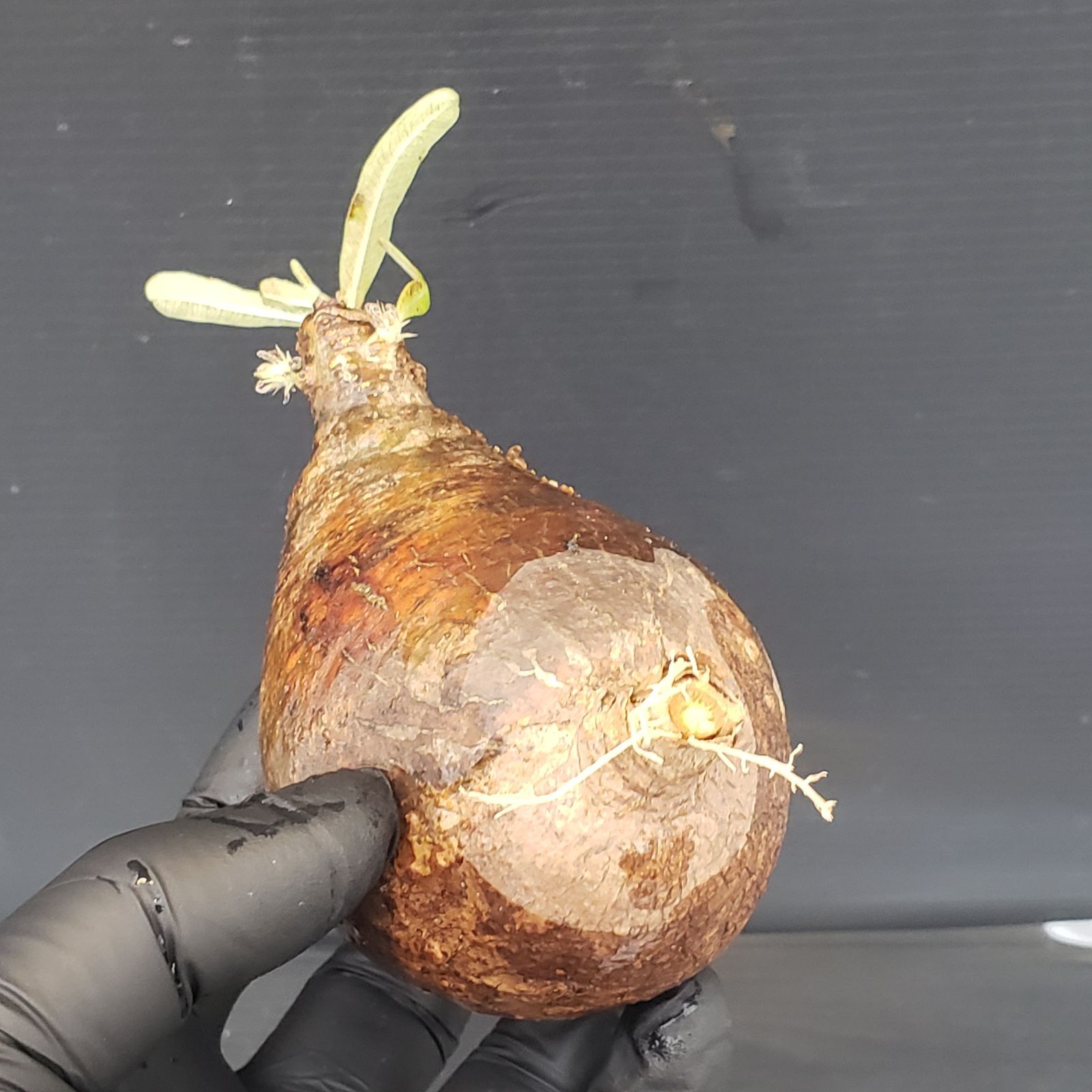 V207【自社水耕発根株】Pachypodium グラキリス（SS）（現地球・抜き苗