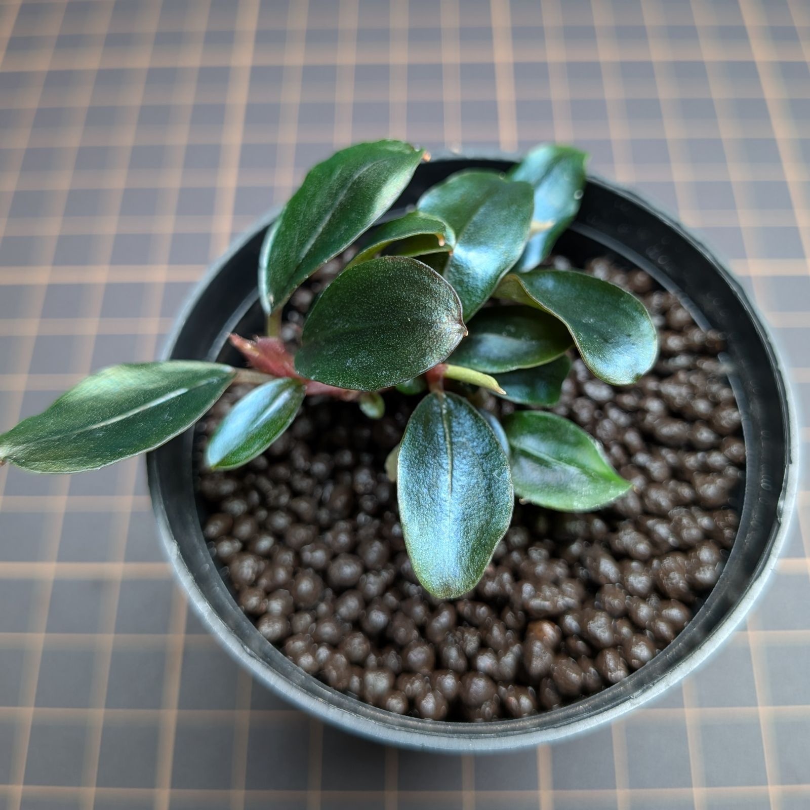 タグ付き５株ブセファランドラ ソルディデュラブルー Bucephalandra 405167-3.jpg