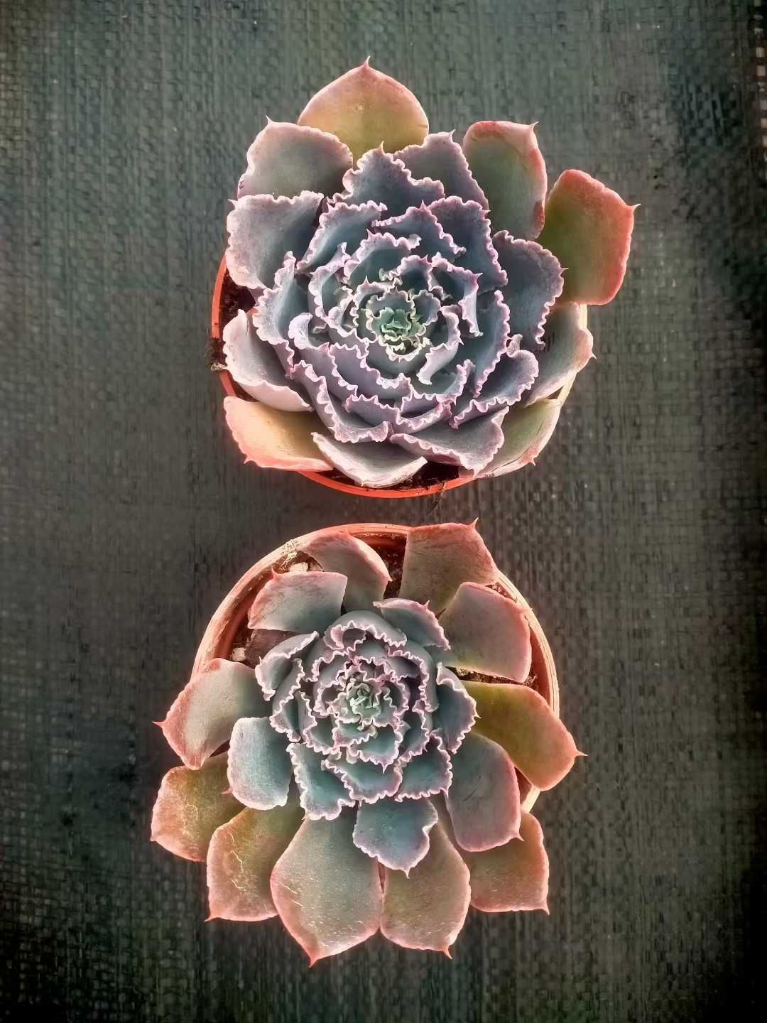 多肉植物【夕焼けの舞】抜き苗 新発売 18株セット 夕焼けの舞 抜き苗 多肉植物 佐川急便発送