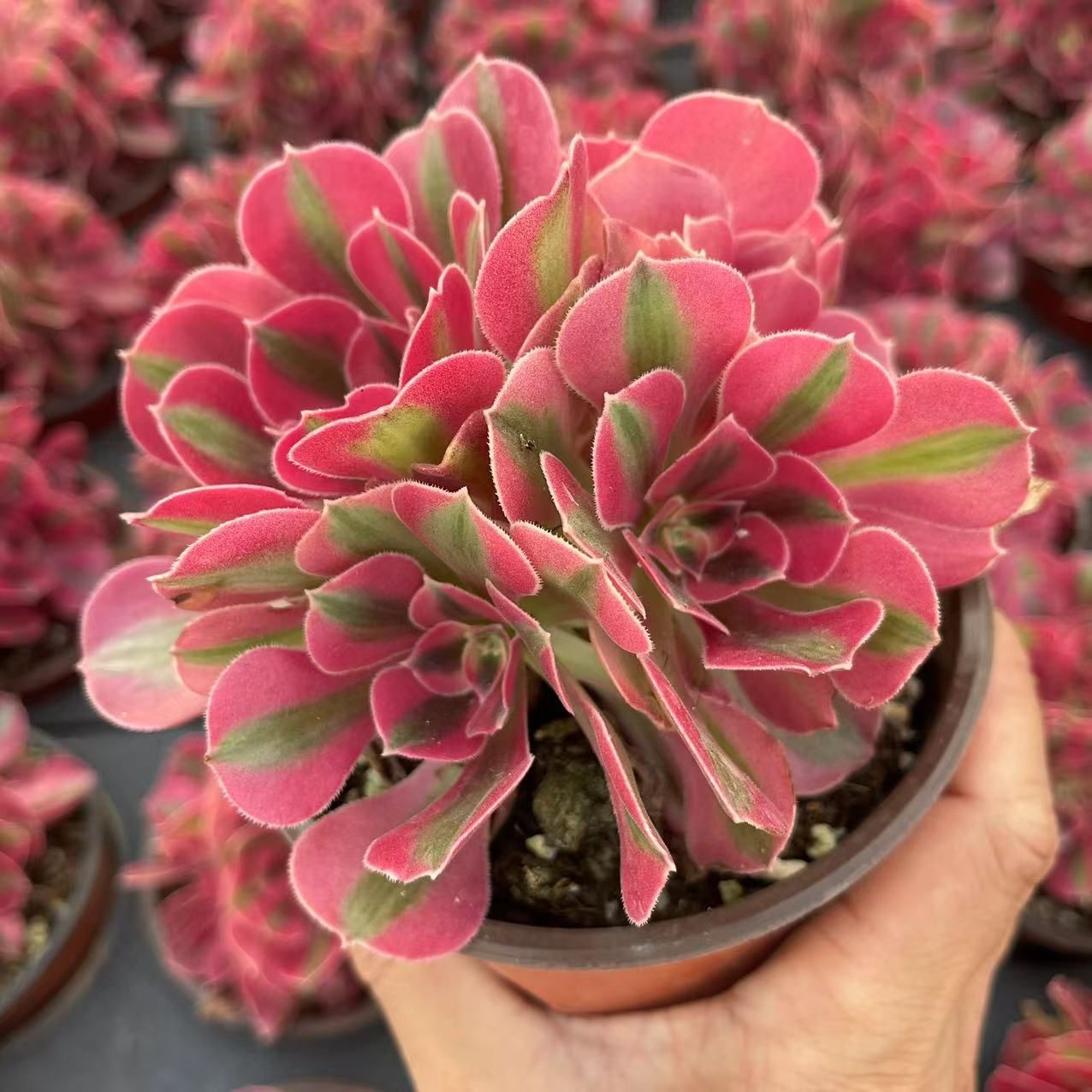多肉植物^o^ 葉挿し赤ちゃん ピンクシフォン 多肉植物^o^ 葉挿し赤ちゃん ピンクシフォン
