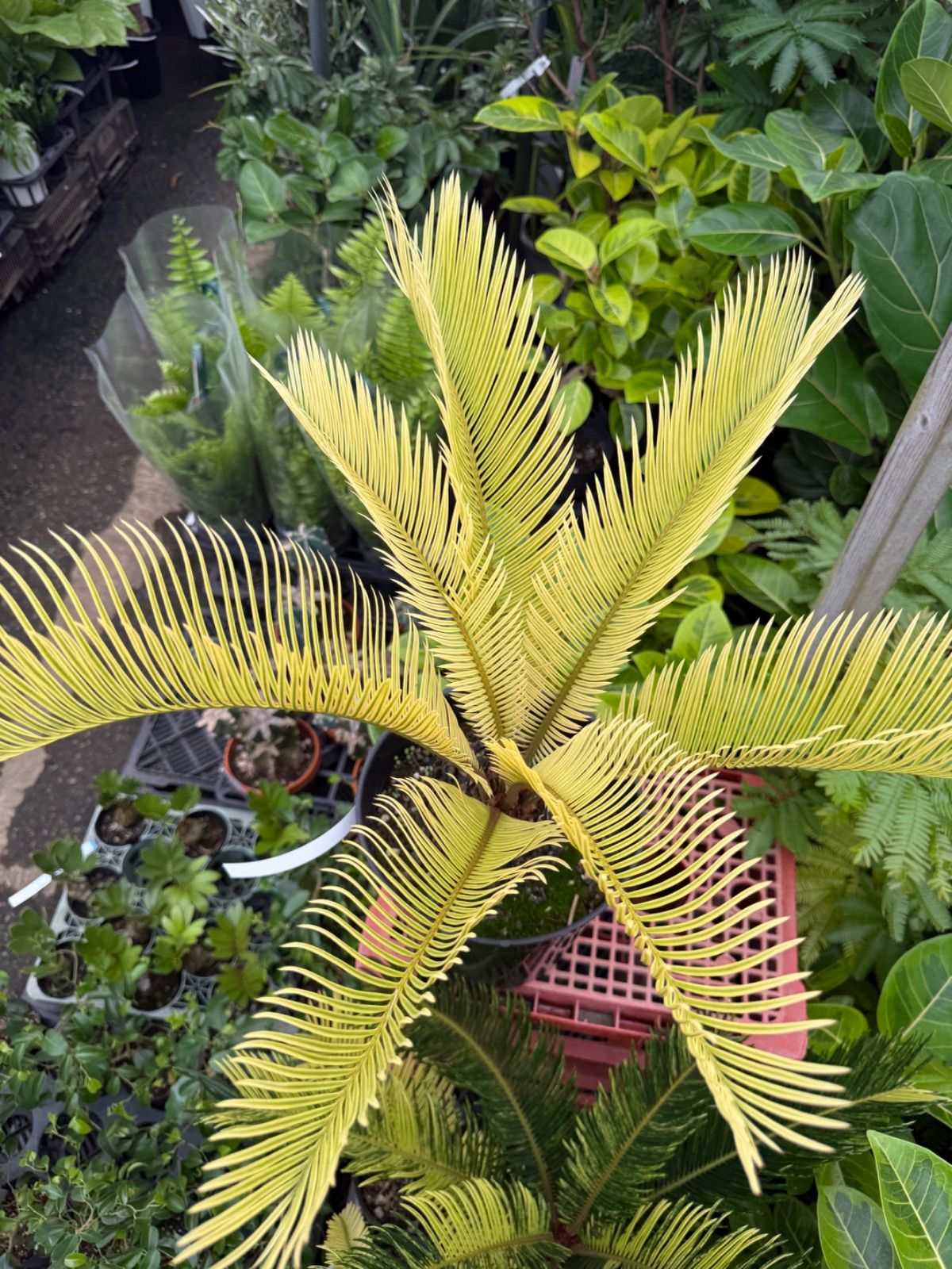 本物の春黄金ソテツ
