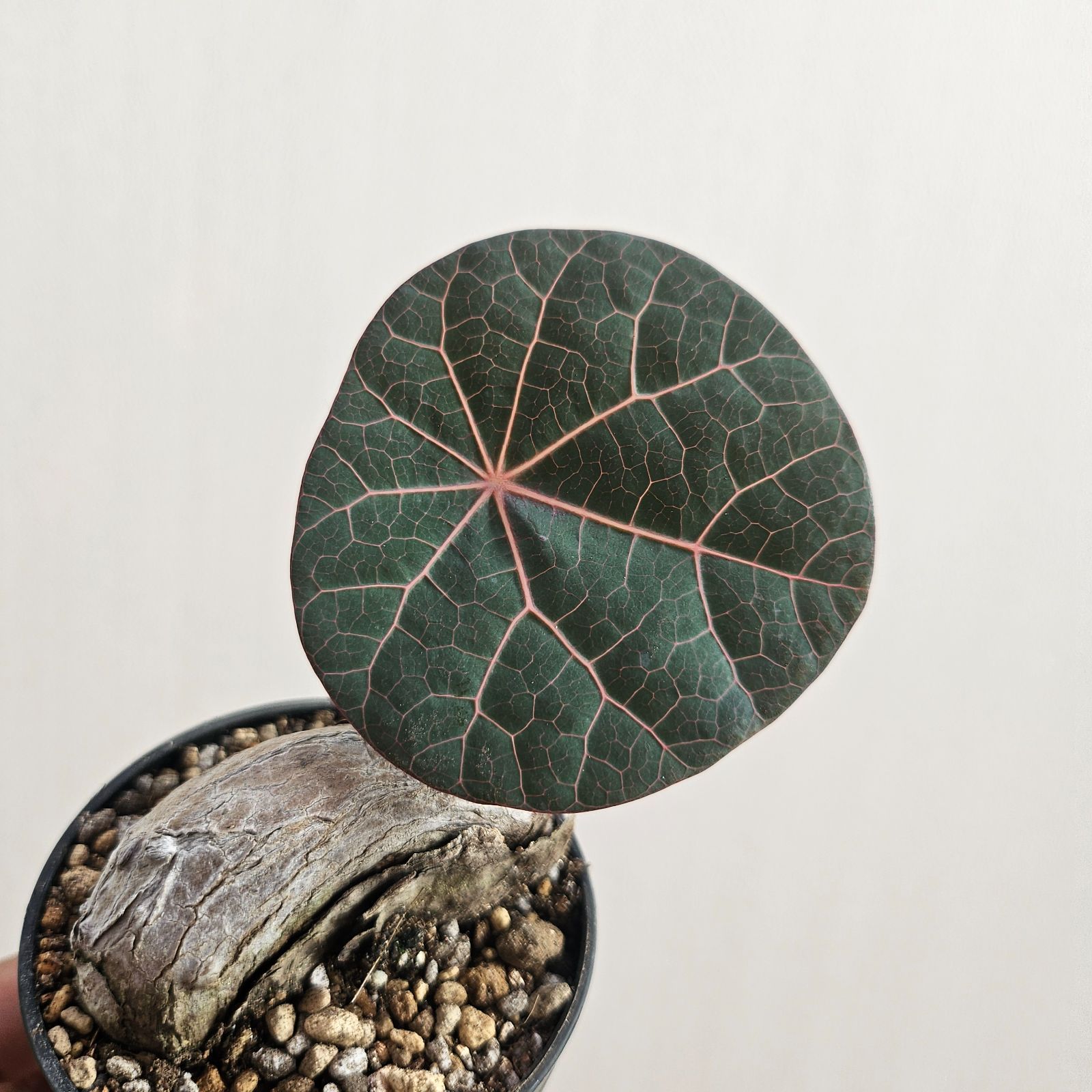 断捨離野郎  ステファニア カウィーサキー 鉢植えA ステファニア：カウィーサキー 3.5号鉢植え25-01 の通販 | 園芸