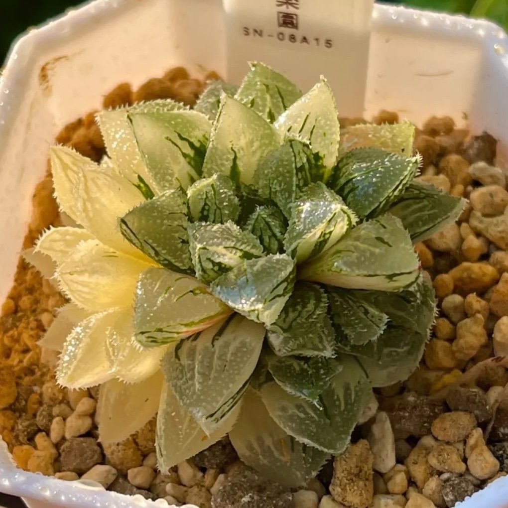 ハオルチア 新氷砂糖錦 極上斑 - 植物/観葉植物