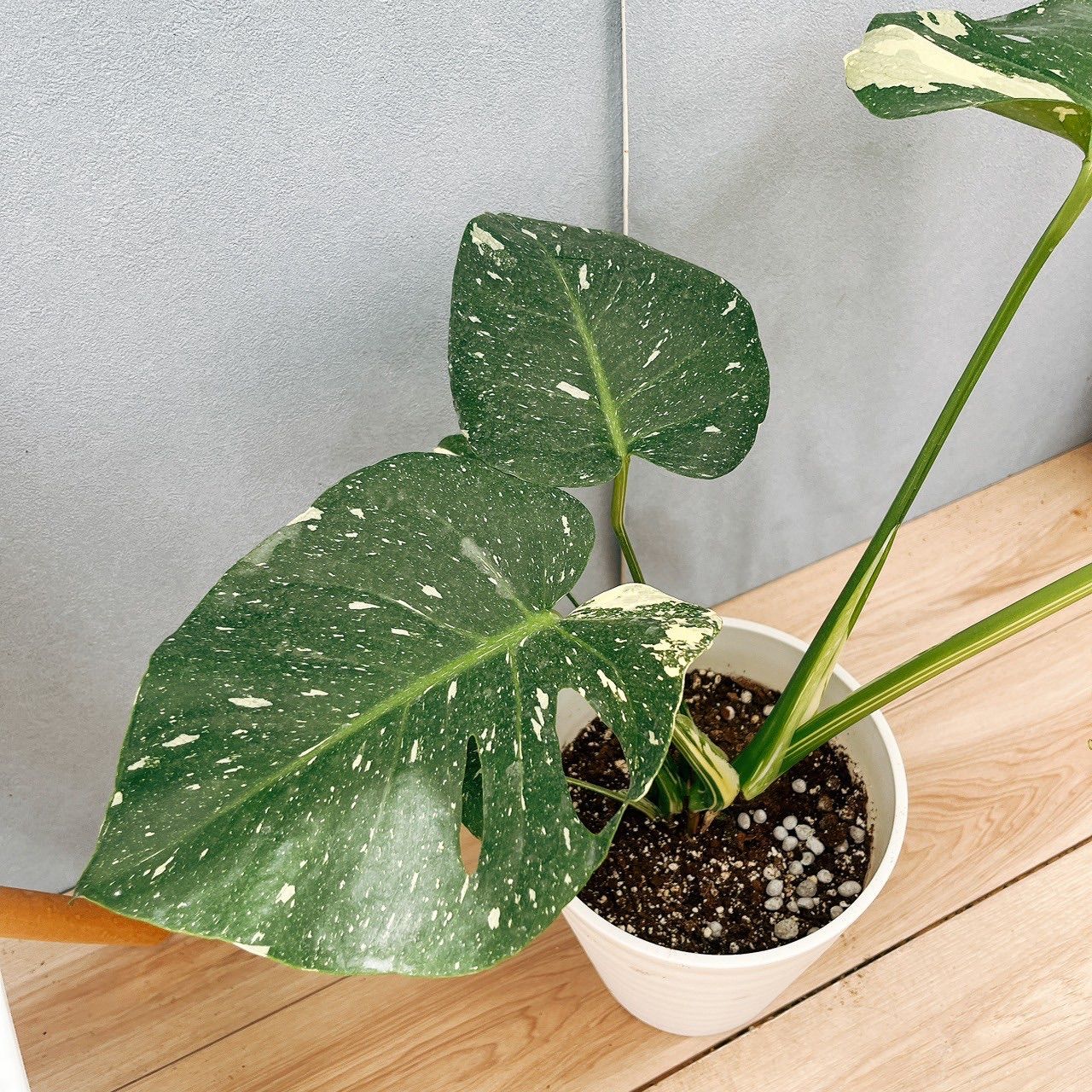 現品］【希少】1番 モンステラ 斑入り 7号 レア 観葉植物 室内 鉢