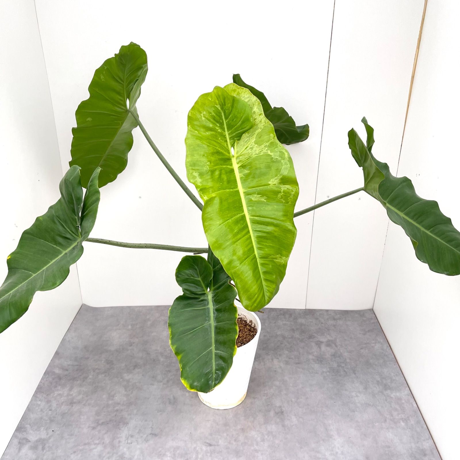 フィロデンドロン　パライソベルデ　17番 現品］【希少】特大！ フィロデンドロンパライソベルデ 10号 観葉植物