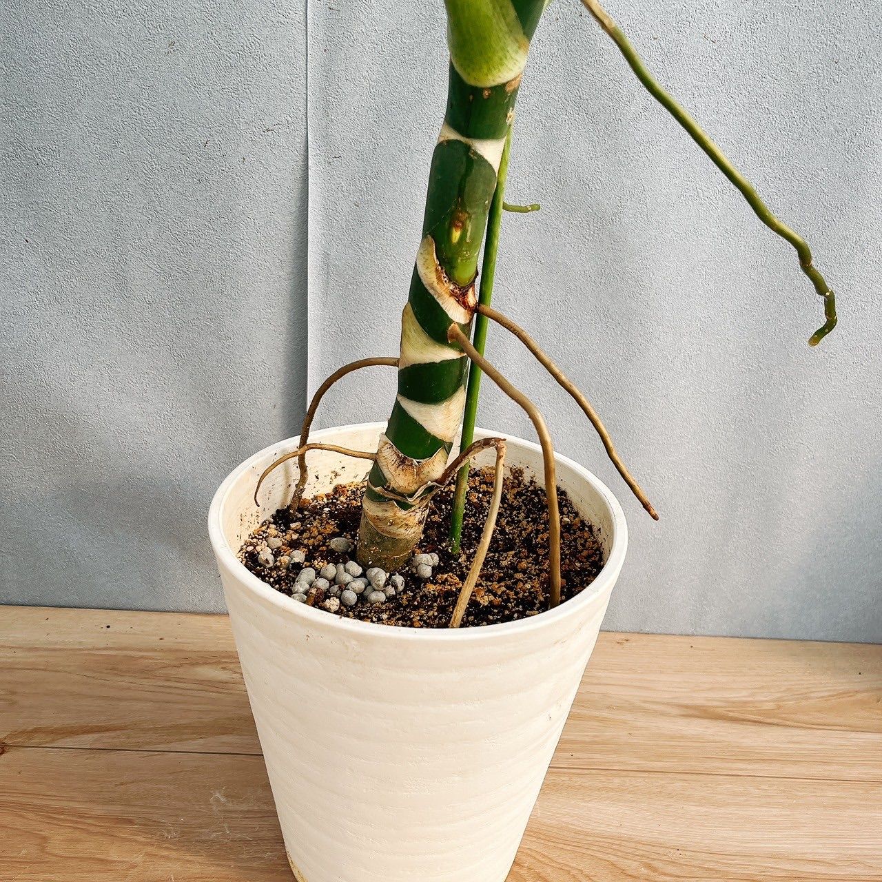 在庫］【希少】☆珍しい☆ フィロデンドロン ワルセウィッチー 8号